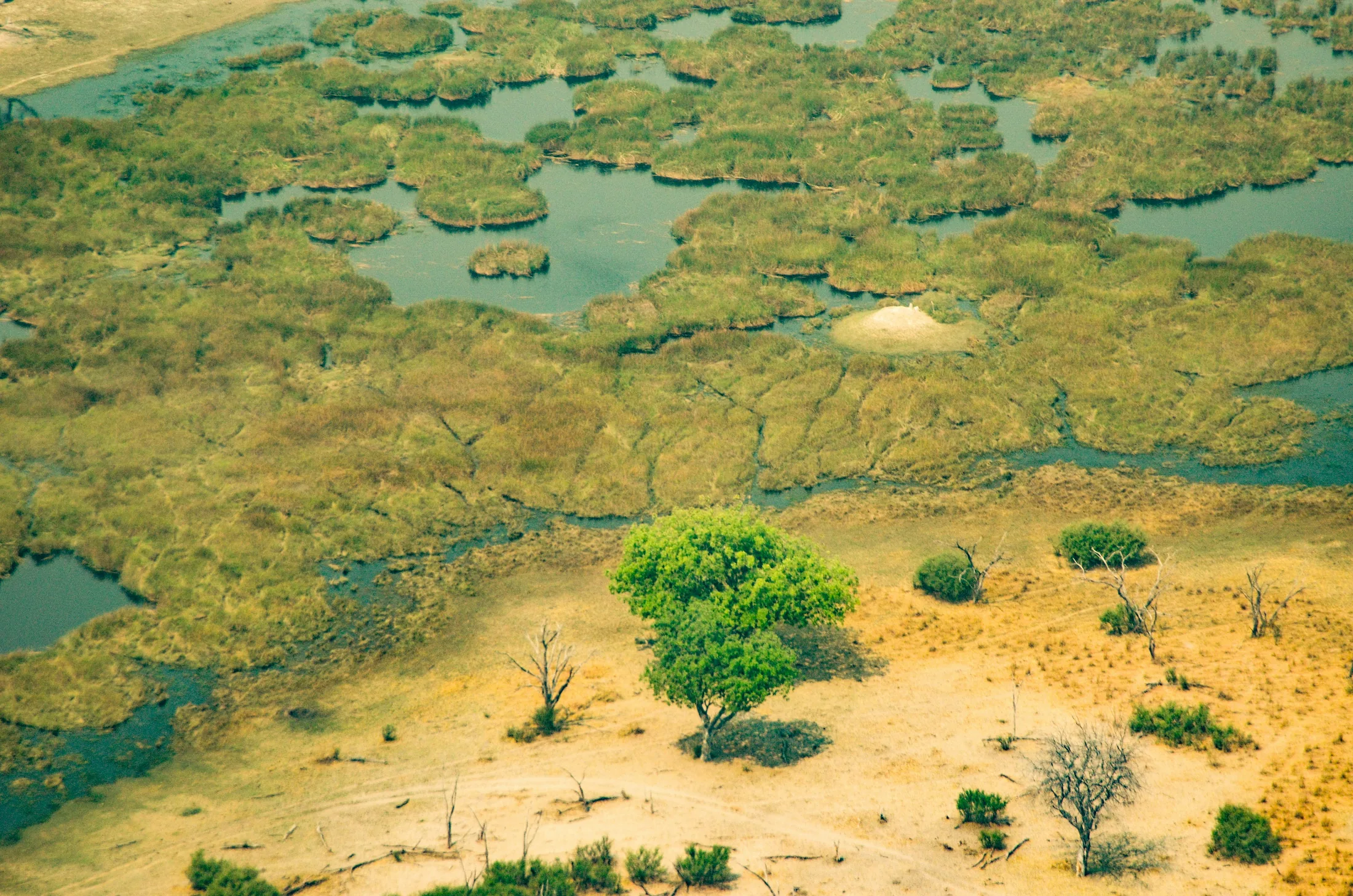 Aerial view of wetlands and trees in Africa